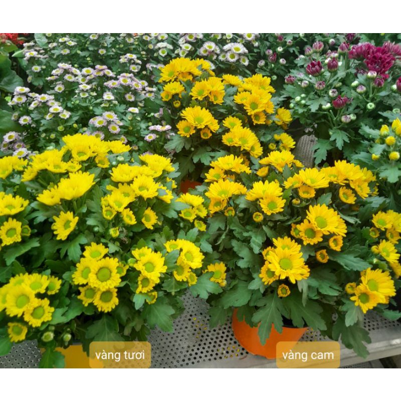 CÚC PICO cánh vừa, nhiều màu hoa.