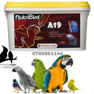 BỘT NUTRIBIRD A19 DINH DƯỠNG CHO VẸT NON