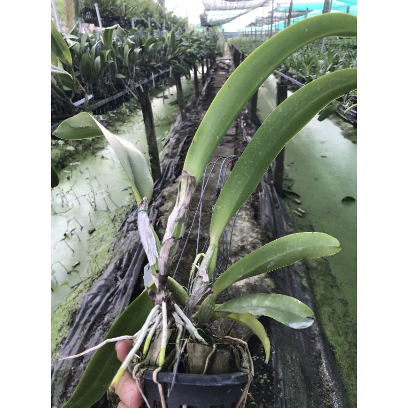 Hoa lan Cattleya Rungnapha cây đẹp, hoa to