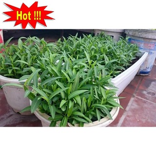 Giống rau muống (100g)