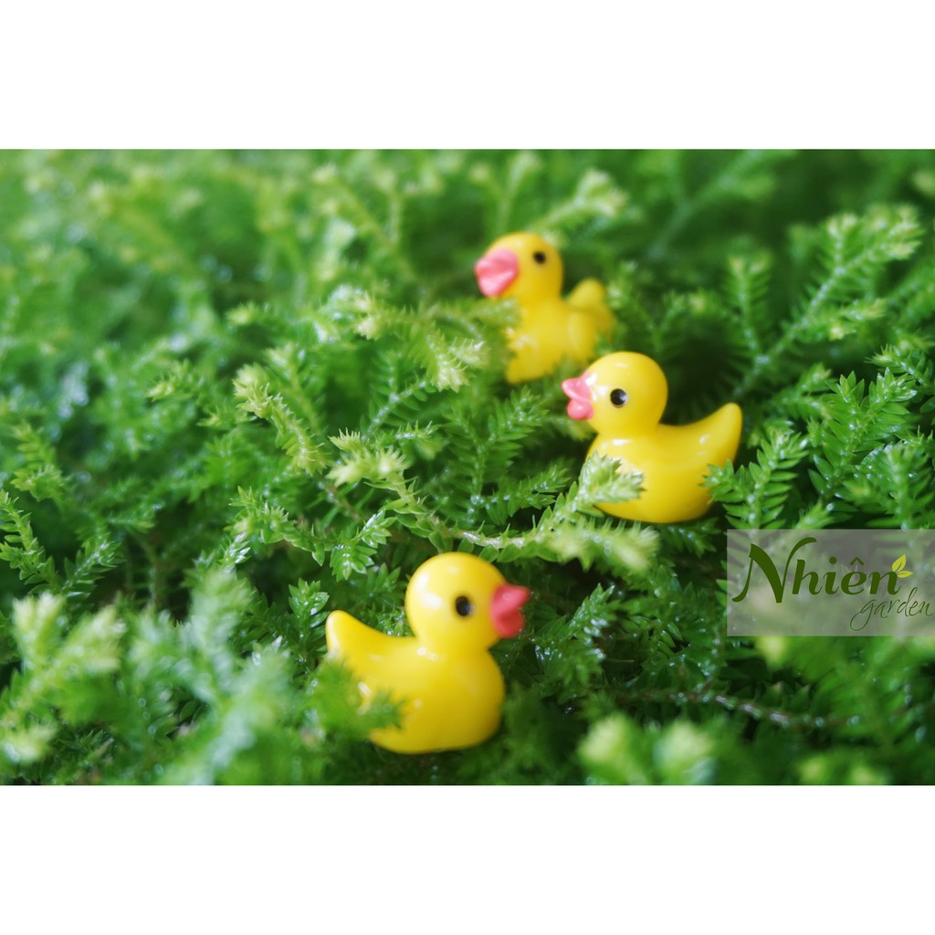 [HÌNH THẬT] VỊT CON - Phụ kiện trang trí tiểu cảnh