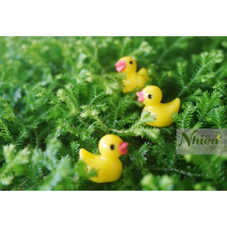 [HÌNH THẬT] VỊT CON - Phụ kiện trang trí tiểu cảnh