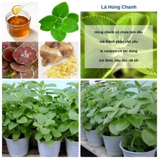Cây húng chanh hoặc ( 100 gram lá )