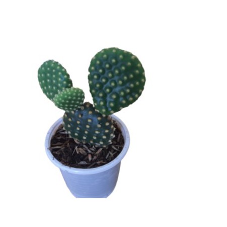 Cây xương rồng tai thỏ đẹp 20 cây bầu (8x8cm) có màu vàng đặt  trên bàn làm việc