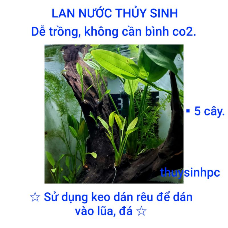 5 cây Lan nước thủy sinh dễ trồng không cần cO2