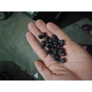 hạt giống hoa mẫu đơn