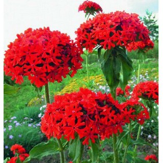 Hạt giống hoa Thu La đỏ (Lychnis Chalcedonica) gói 50 hạt