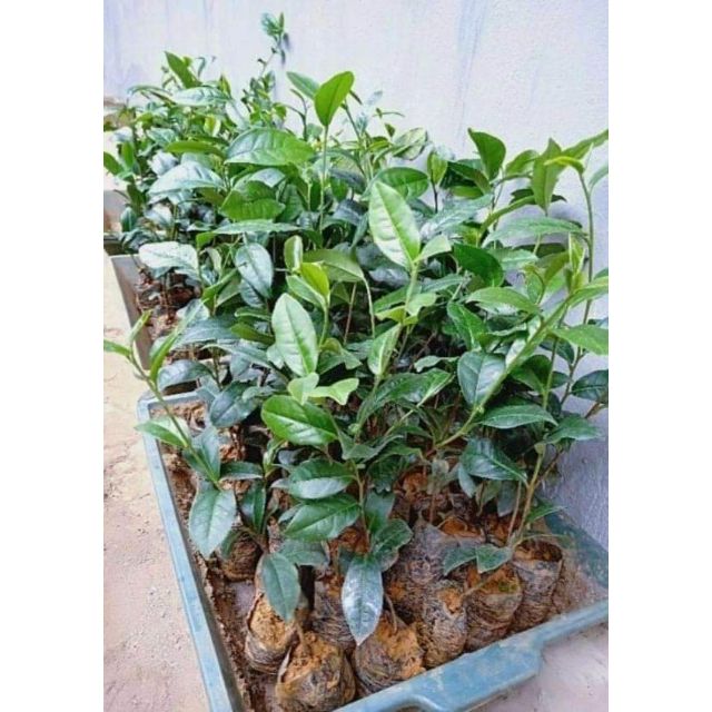 5 cây trà giống thái nguyên trà xanh tái nguyên