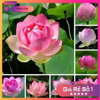 10 Hạt giống Sen ta (Dễ trồng, Hoa quanh năm)