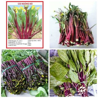 Hạt giống rau cải ngồng đỏ 5gr