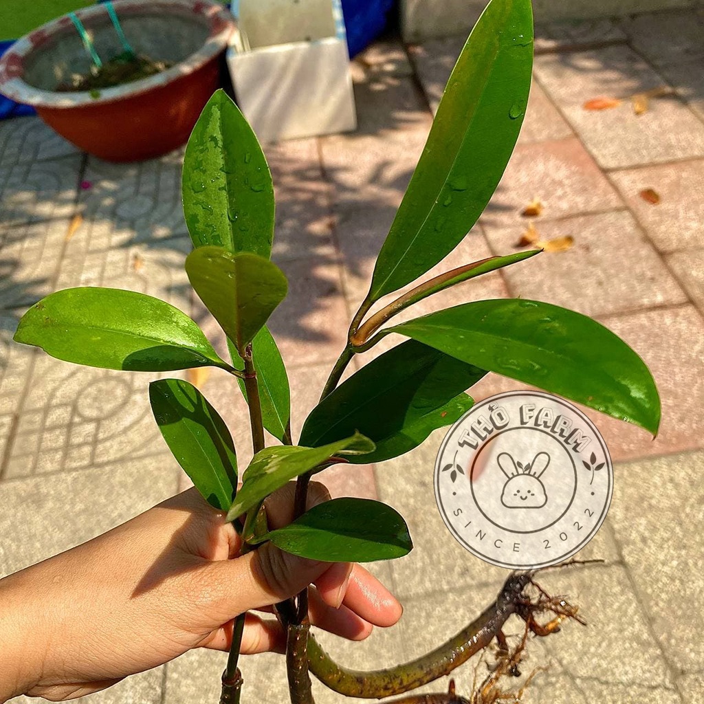 Cây Đước Con - trang trí thủy sinh, hòn non bộ, tiểu cảnh - biotope - bán cạn