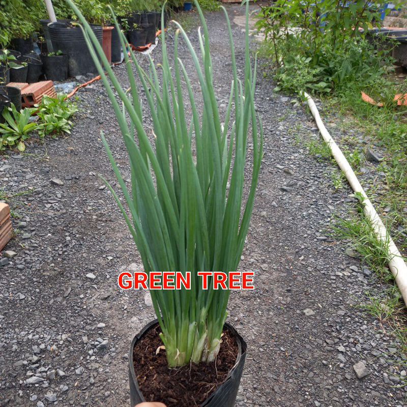 Cây giống hành lá, hẹ, nghệ vàng, cỏ mực
