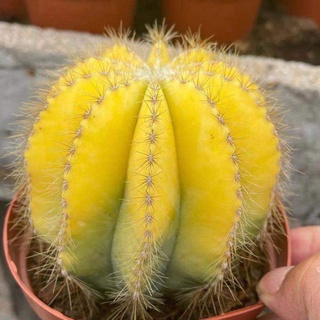 Xương rồng khế vàng