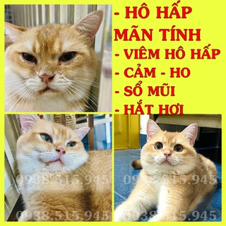 Pfizer - hô hấp mãn tính ở chó mèo Ho cảm sốt sổ mũi viêm hô hấp