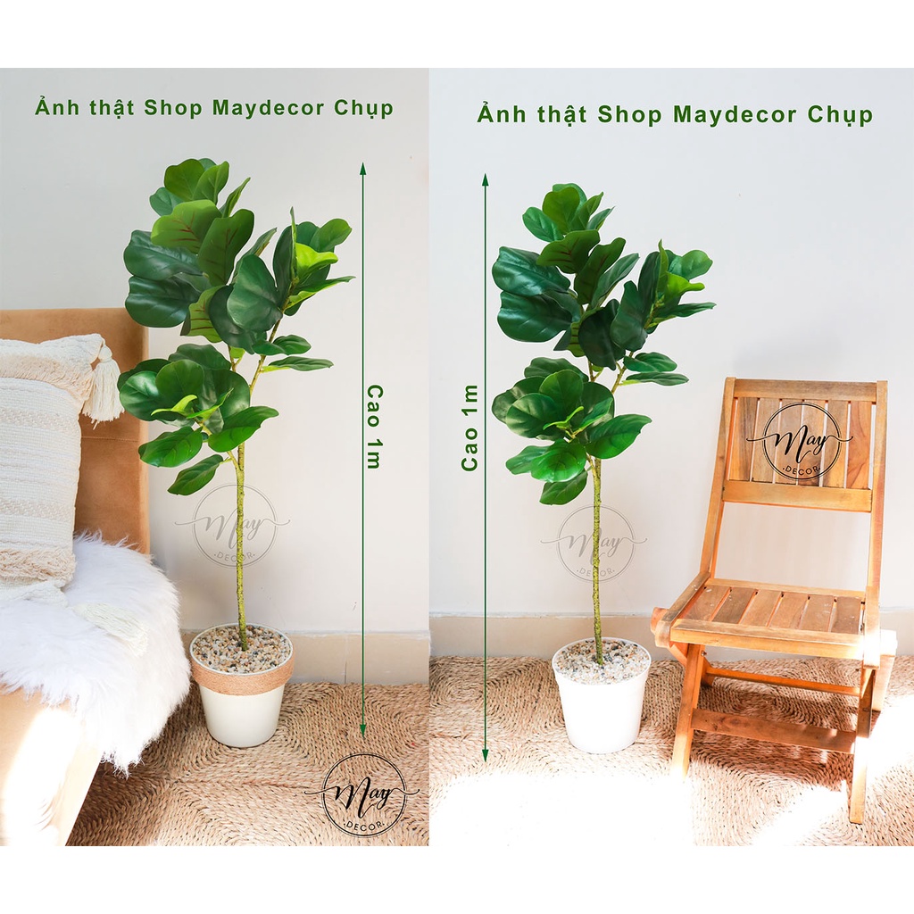 Cây giả, Set chậu bàng Singapore giả cao 1m, 75cm,65cm