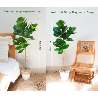 Cây giả, Set chậu bàng Singapore giả cao 1m, 75cm,65cm