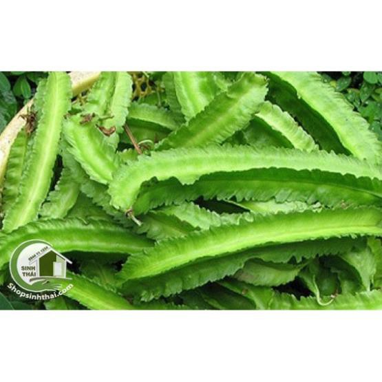 Hạt Giống Đậu Rồng  - Nảy Mầm Cực Chuẩn