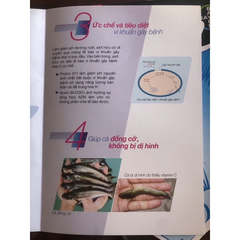Vitamin C - Aqua C Fish Plus- bayer - cá cảnh