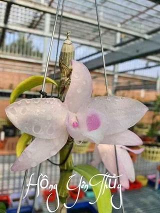 (SẢN PHẨM HÓT) Lan Phi điệp 5 CÁNH HỒNG THIÊN LÔI
