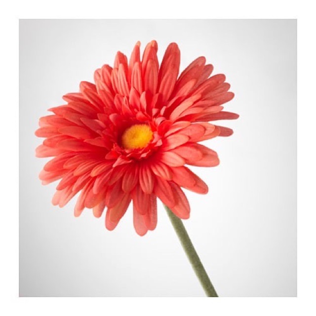 SMYCKA - Hoa đồng tiền giả 50cm đủ màu IKEA