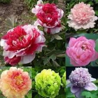 COMBO 5 củ giống hoa mẫu đơn ngũ sắc đại đóa - MĐNS