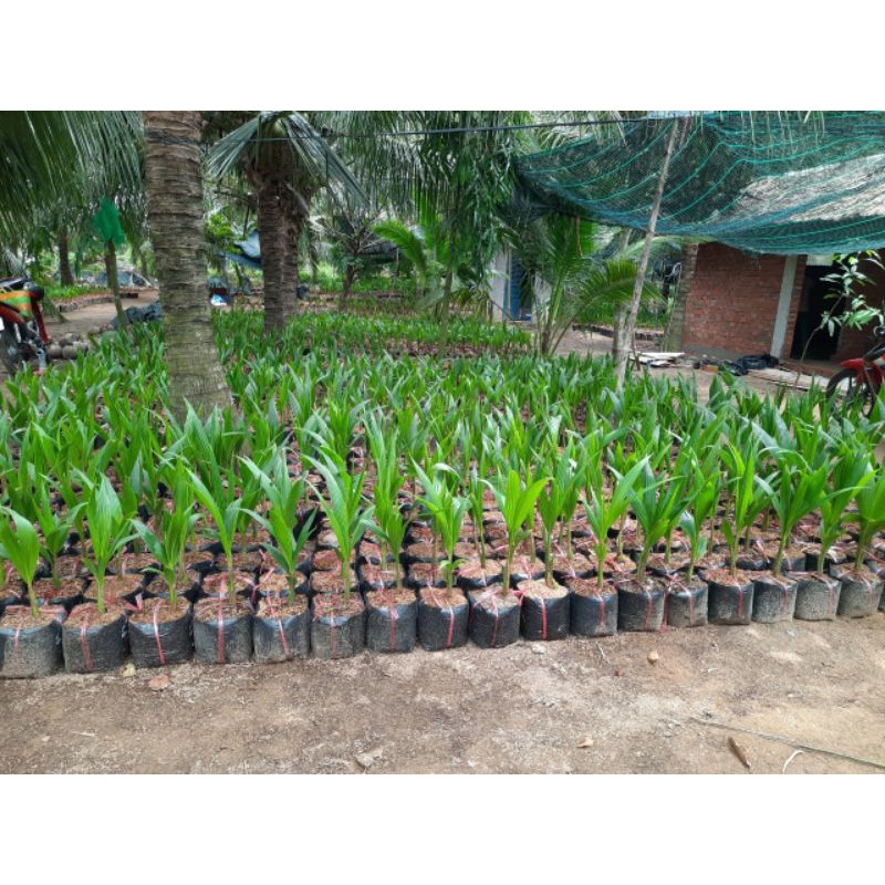 Cây dừa xiêm dứa