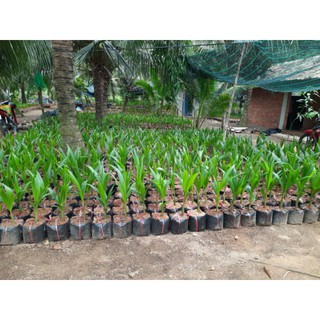 Cây dừa xiêm dứa