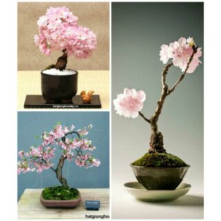 Hạt giống hoa anh đào bon sai