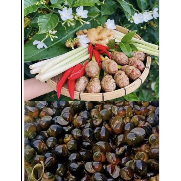 (DTFood-CHUYÊN SỈ) NEM ỐC HÀ THÀNH BỌC XẢ  THƠM NGON CHUẨN VỊ