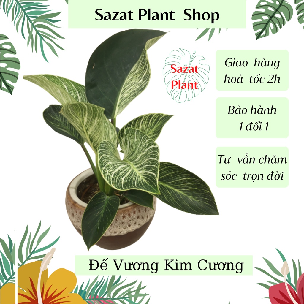 Cây Trầu bà Đế Vương Kim Cương Philodendron Birkin cao 25-30cm cây phong thuỷ để bàn trong nhà lọc không khí Sazat plant