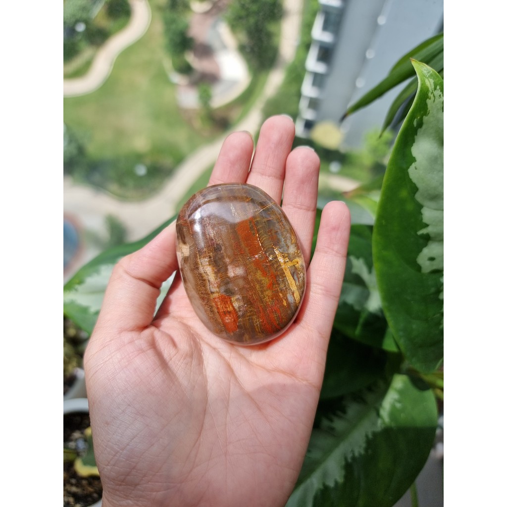 Viên Gỗ hóa thạch (Petrified Wood Palm), đá thanh tẩy tarot, reiki, phong thủy