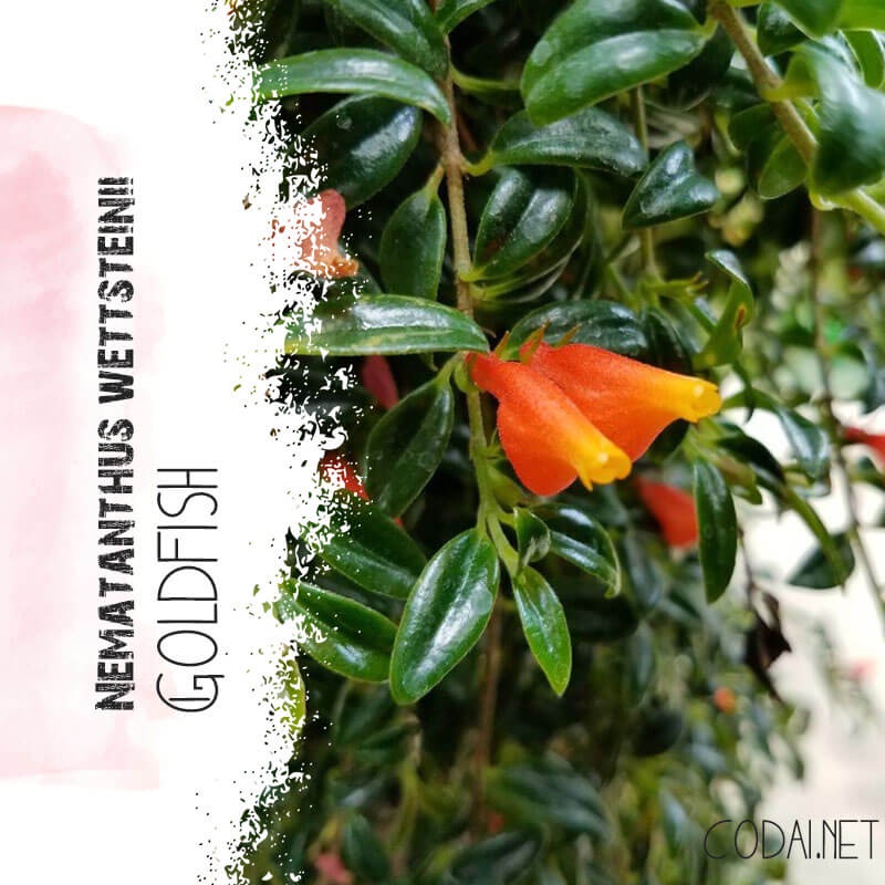 Cây giống Nematanthus wettsteinii Goldfish (Cá Vàng) chậu nhựa 8cm