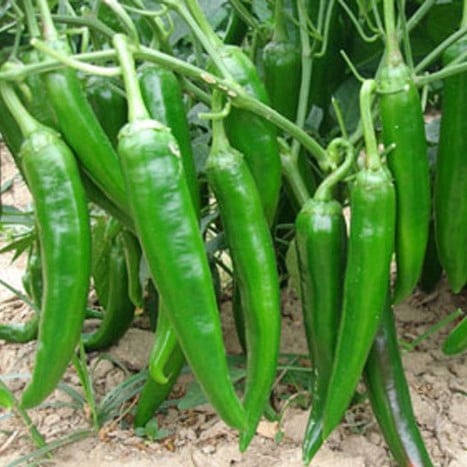 100 Hạt Giống Ớt Sừng Xanh Khổng Lồ, Năng Suất