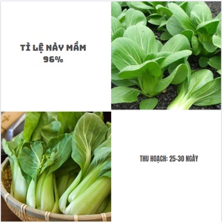 Hạt giống rau cải chíp (cải thìa - cải chít-100H)