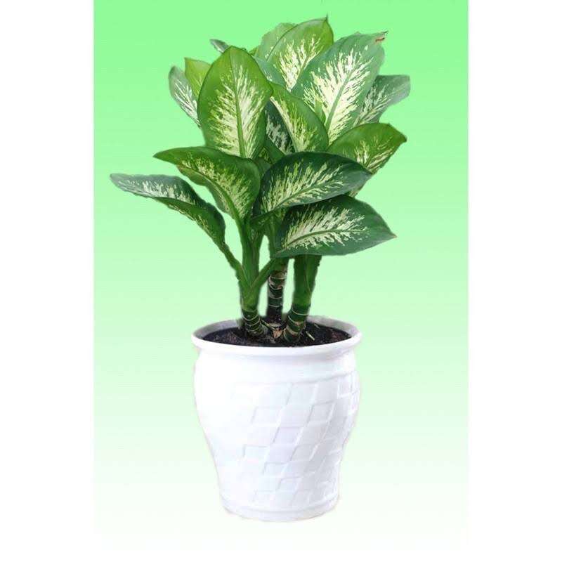 Cây giống cây Vạn Niên Thanh trồng trong túi ươm, được cố định trong thùng hàng, đảm bảo tươi nguyên
