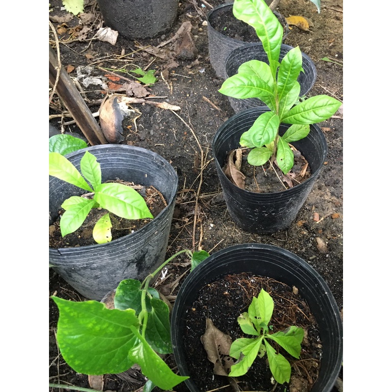 Cây đào tiên con