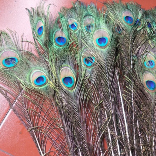 combo lông công khách đặt theo yêu cầu