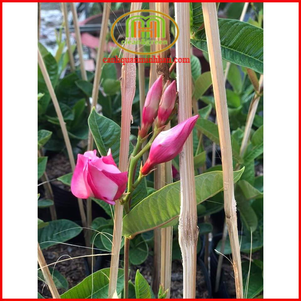 Cây hoa hồng anh leo kép trồng làm giàn leo tạo background chụp ảnh tuyệt đẹp tặng phân bón Minh Hân Garden