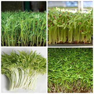 Hạt Giống Rau Mầm Rau Muống ( Gói 50gram )