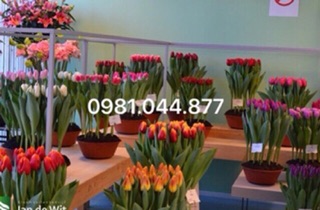 (GIỐNG HÀ LAN) củ hoa tulip