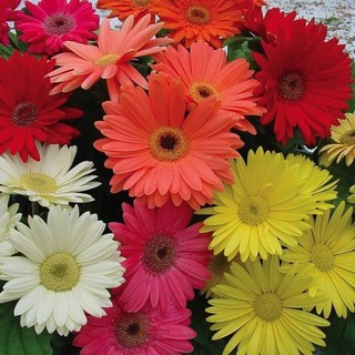 Gói 15 HẠT GIỐNG HOA CÚC ĐỒNG TIỀN NHIỀU MÀU - Trang Flower