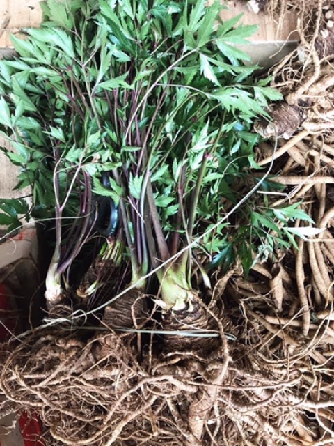 🍀☘️SÂM ĐƯƠNG QUY 2 củ ký loại chọn 🌿🍃🌴