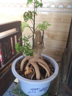 Combo 2 Cây Đinh Lăng Bonsai