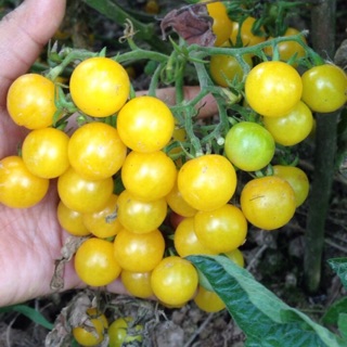 Nguyên gói 30-50  hạt giống cà chua cherry vàng_Nảy mầm 95%