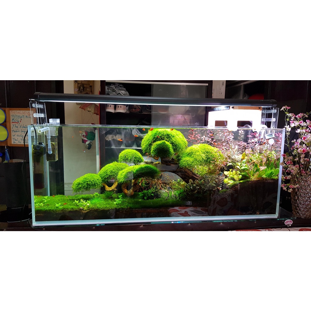 Hồ cá, bể cá cảnh thủy sinh để bàn (D32xR20xH20), bể cá cảnh thủy sinh TẶNG kèm đá và cây