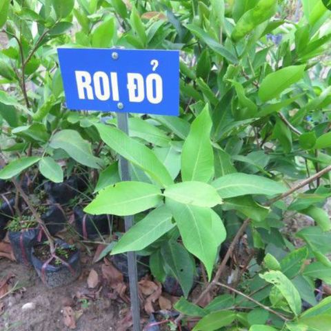 Cây Giống Roi Đỏ 80cm - Mận Đỏ An Phước