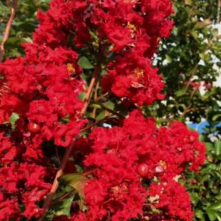 Cây 🌲 Tường Vi đỏ.... siêu hoa...