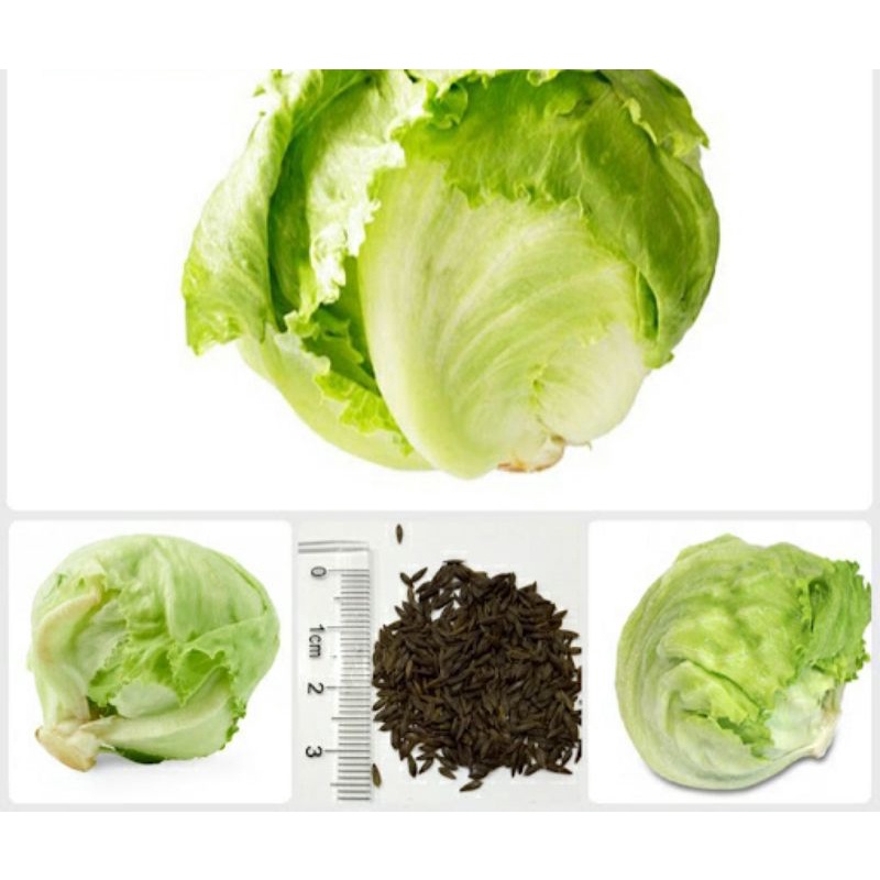 Hạt Giống Xà Lách Búp, Chất Lượng F1 - gói 2g