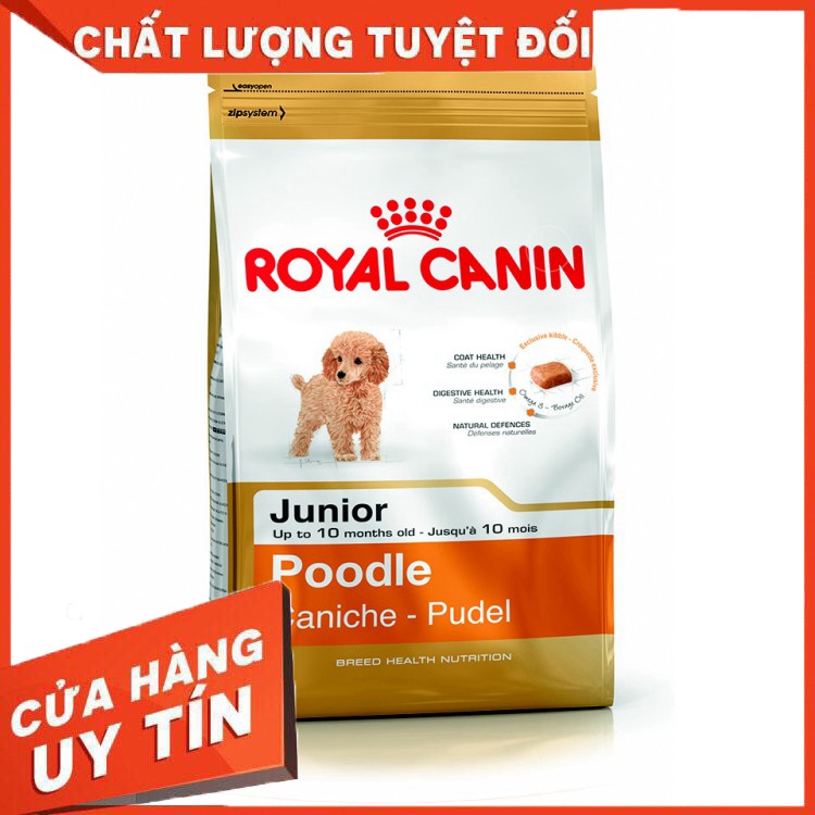 JUNIO POODLE 1,5KG ( SLN )