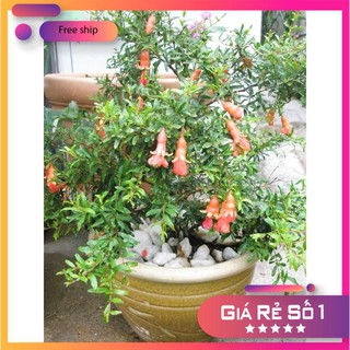 Hạt giống Lựu đỏ lùn Ấn Độ (15 hạt)